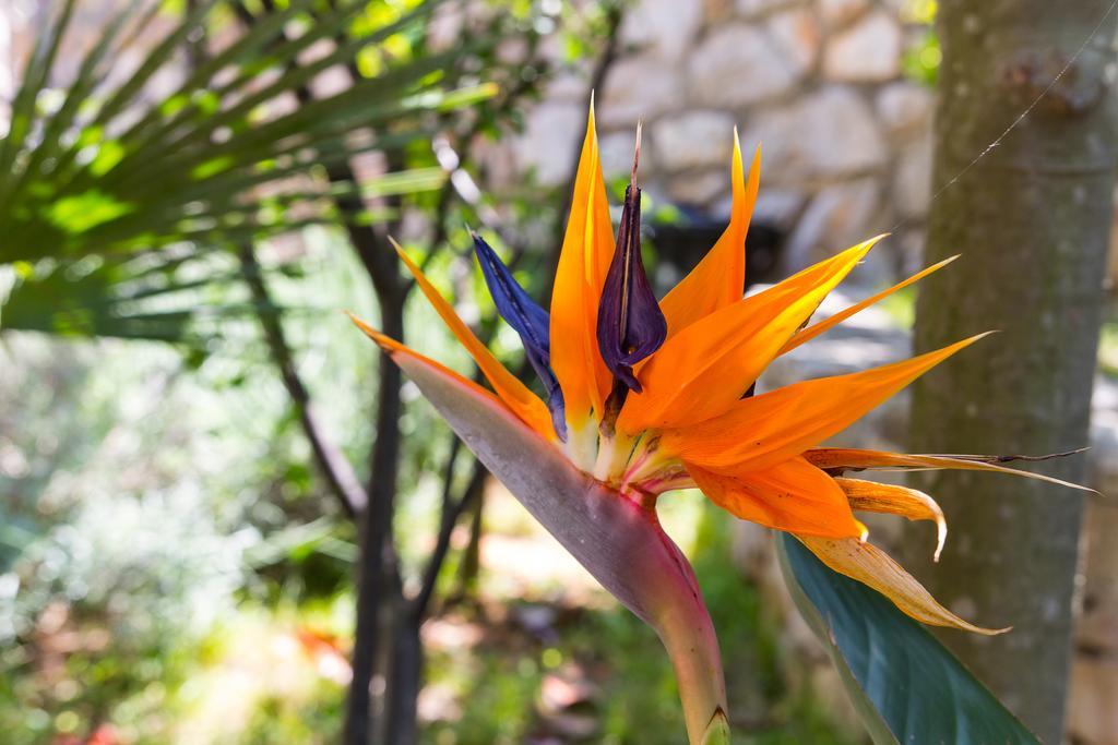 Villa Alma Veli Losinj Luaran gambar