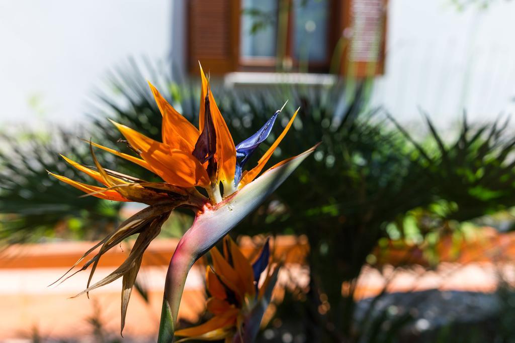 Villa Alma Veli Losinj Luaran gambar